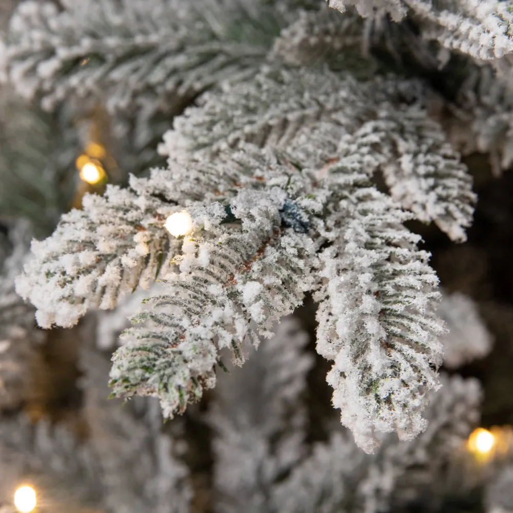 Cheap Black Box Trees Verlichte Kerstboom Frasier (H185 X O124Cm)