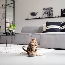 Clearance District 70 Bamboo Voerbak Kat Merengue