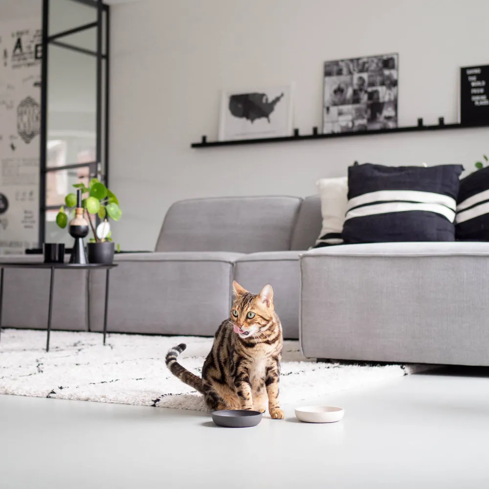 Clearance District 70 Bamboo Voerbak Kat Merengue