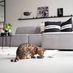 Clearance District 70 Bamboo Voerbak Kat Merengue
