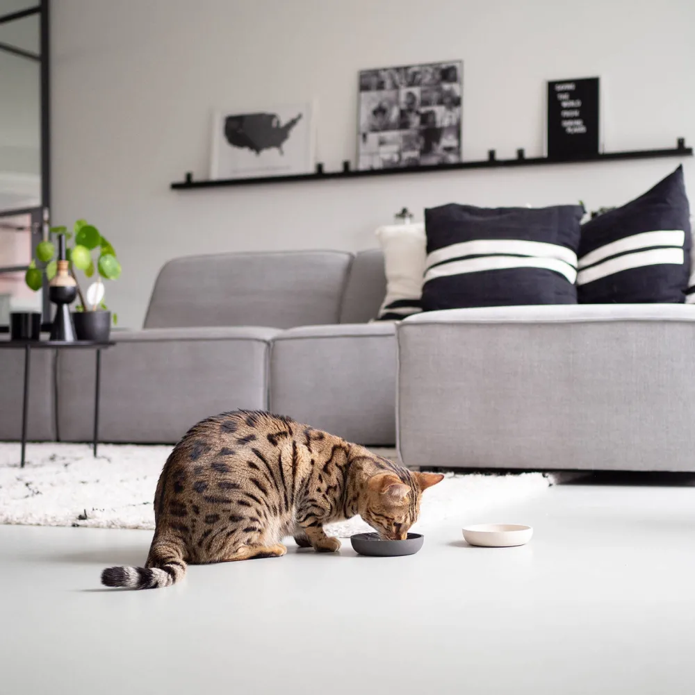 Clearance District 70 Bamboo Voerbak Kat Merengue