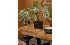 New Woood Eettafel Tablo Mango